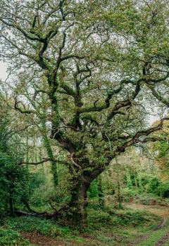 Boconnoc-Ancient-Trees-77