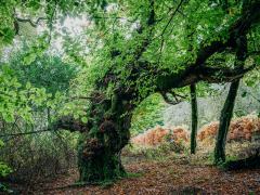 Boconnoc-Ancient-Trees-169
