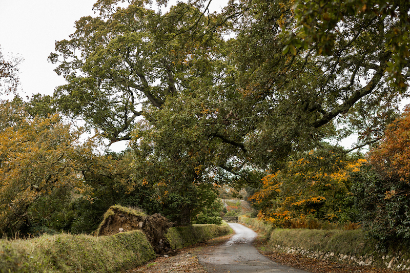 Boconnoc View
