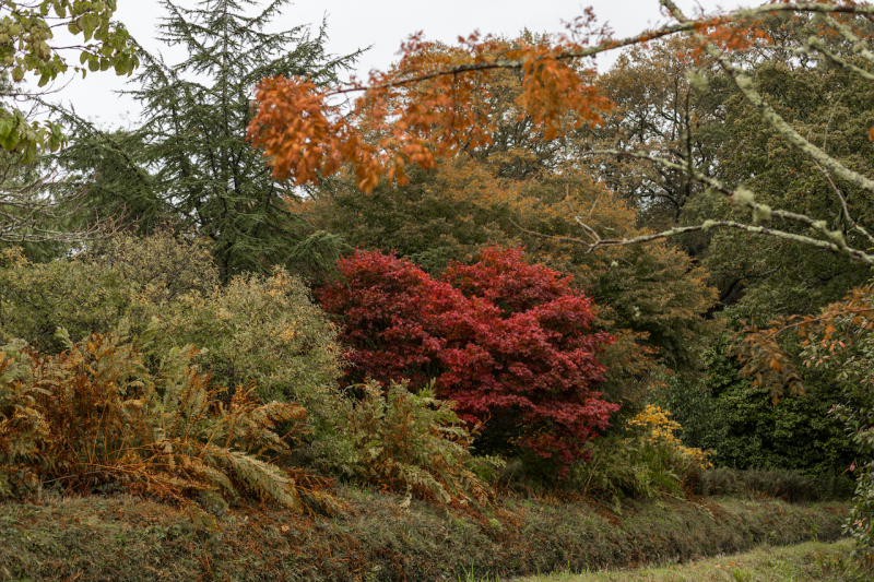 Boconnoc in Autumn