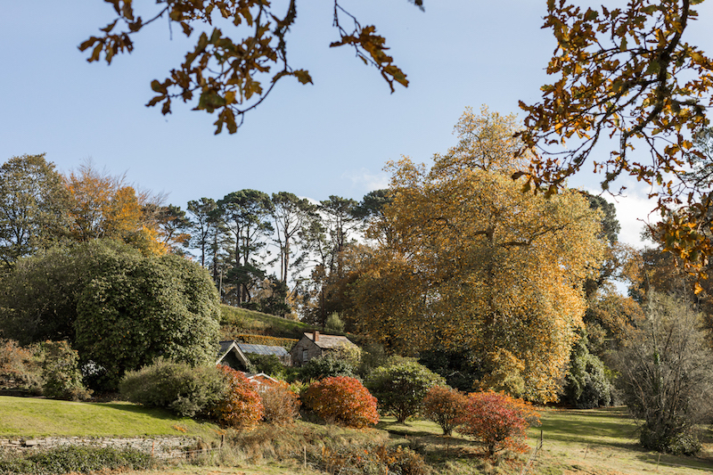 Boconnoc Autumn