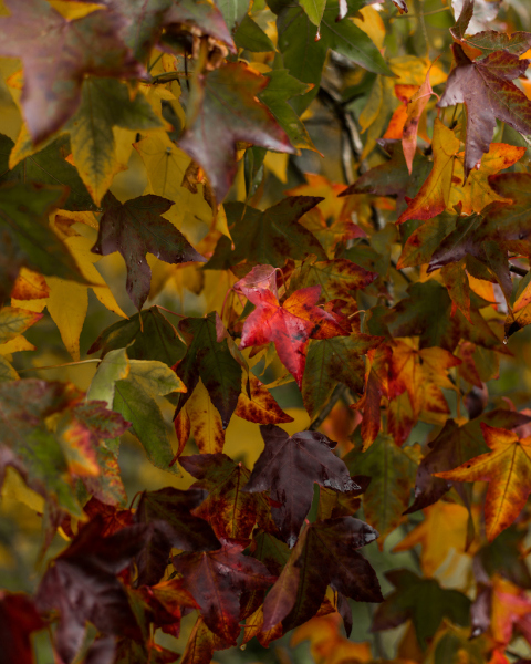 Boconnoc Leaves