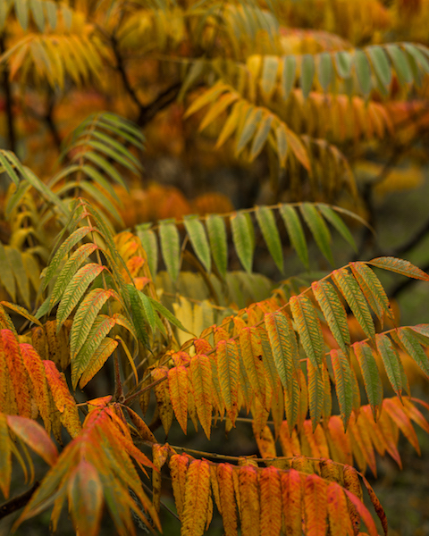 AUTUMN_BOC-5