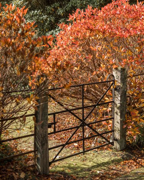 Boconnoc Gate