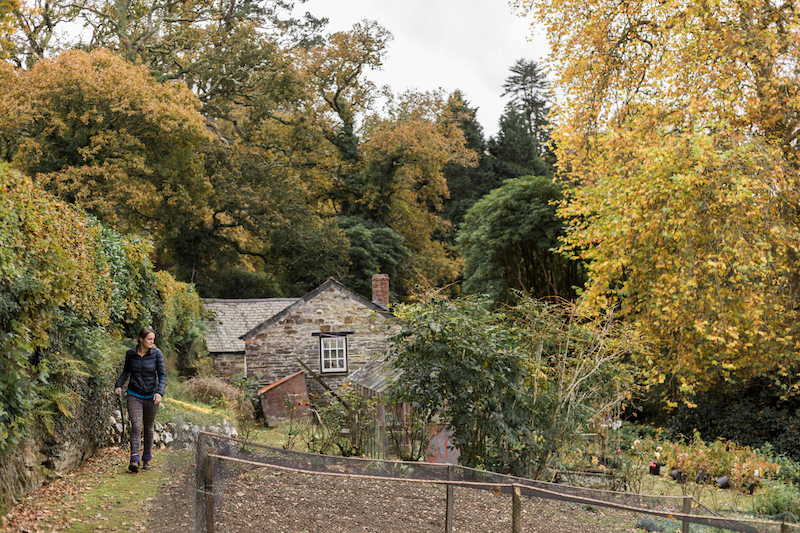 Boconnoc Garden