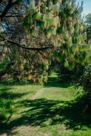 May-at-Boconnoc-43