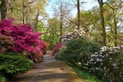 Boconnoc_Gardens_2120-1
