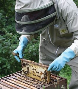 Harvesting Honey