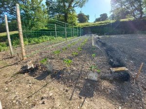 Kitchen garden at Boconnoc