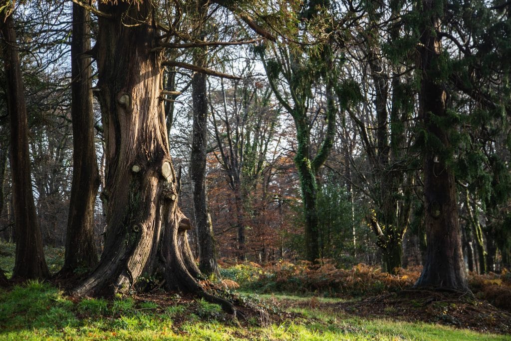 Trees at Boconnoc
