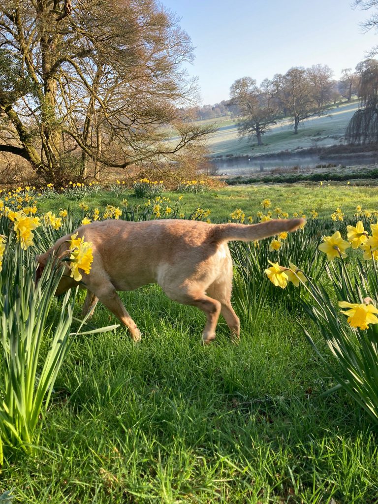 Bentley and the daffs