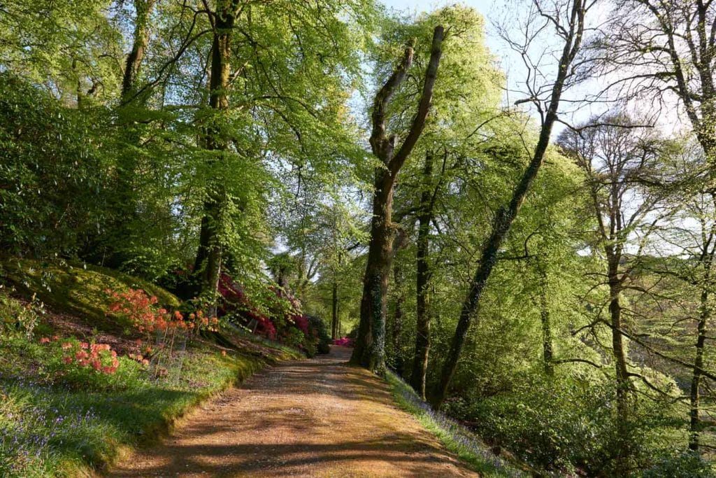 Walks at Boconnoc