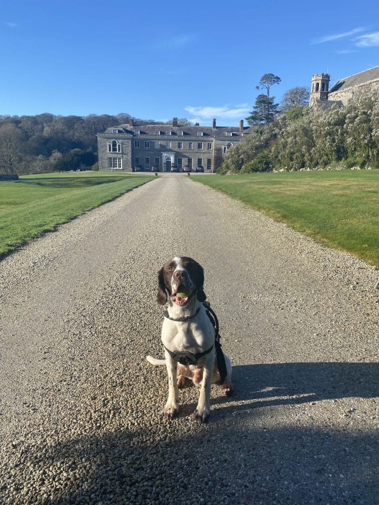 Milo at Boconnoc