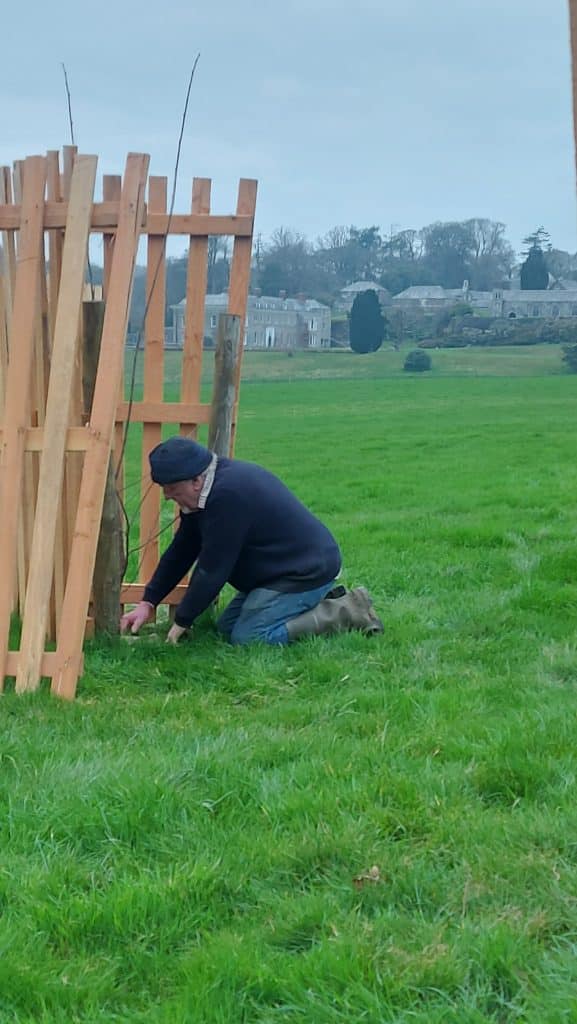 Elm planting at Boconnoc