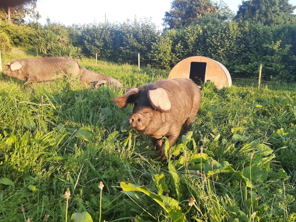 Birdwatching in Cornwall