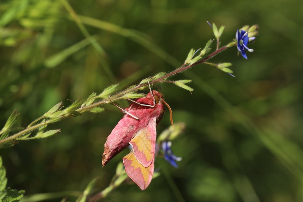 Moths in Cornwall