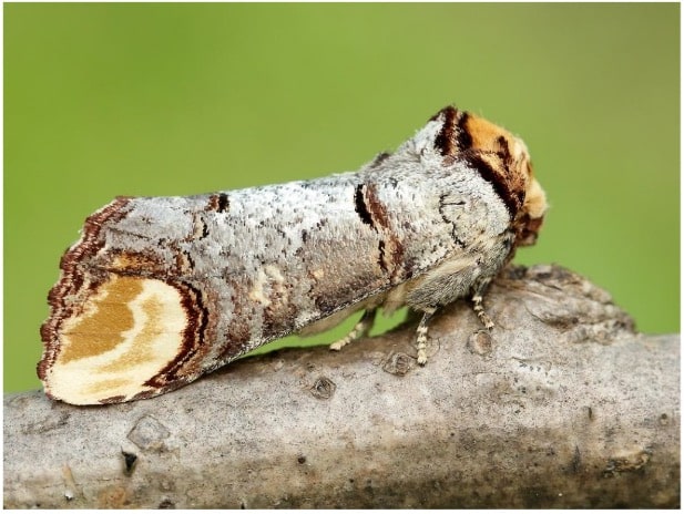 Buff-tip moth