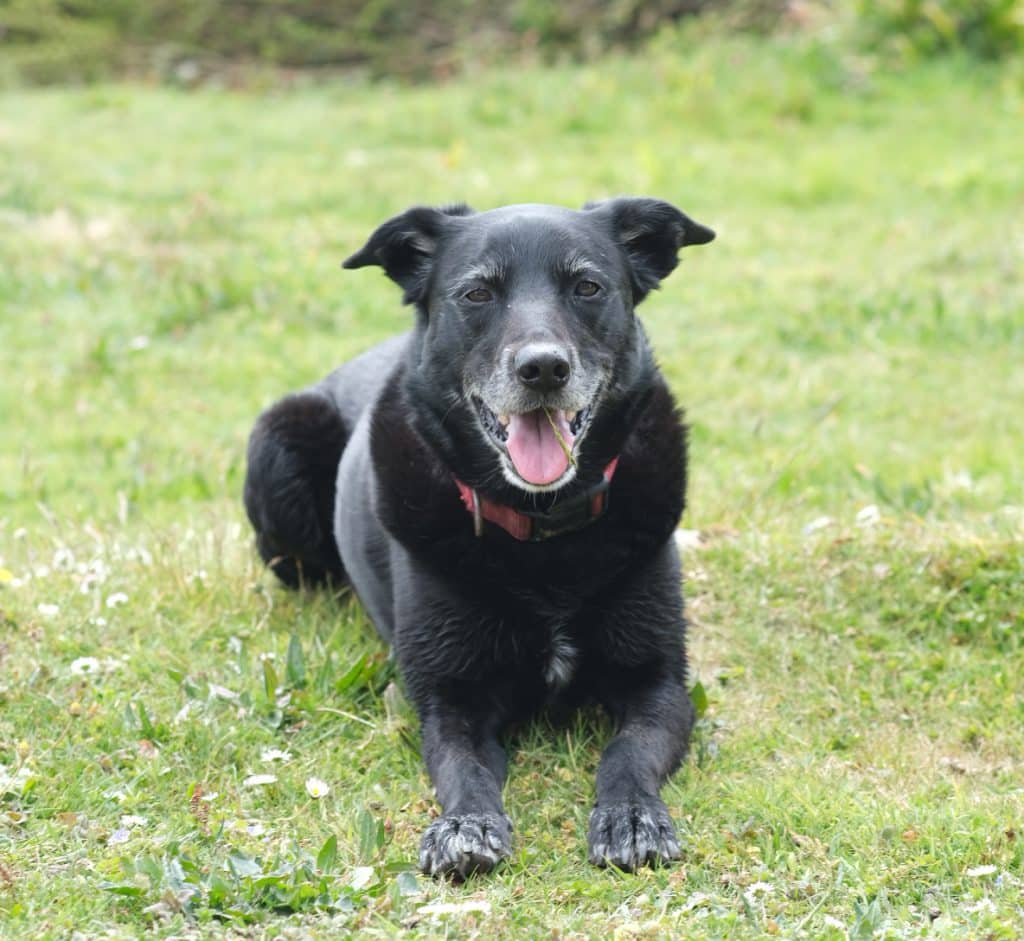 black collie dog smiling